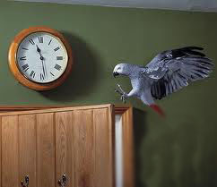 African Grey in flight
